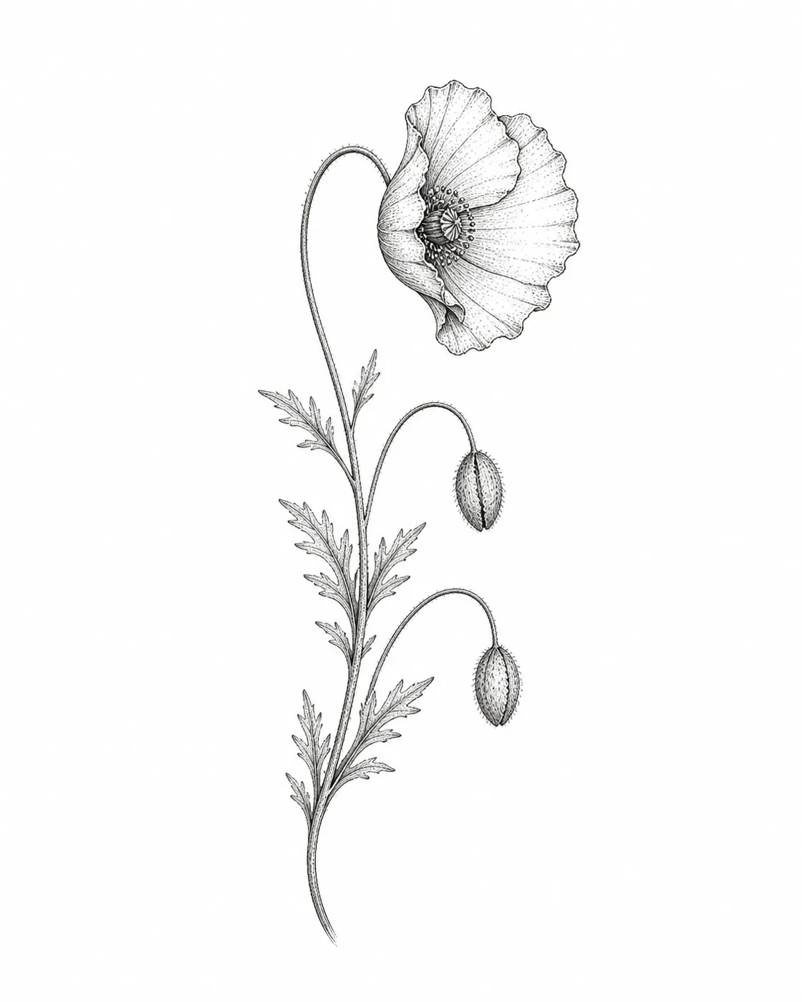 Dessin de flash botanique représentant un pavot courbé et deux boutons